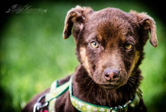 MOKKA - CUDOWNE psie DZIECKO, czekoladowa SUNIA czeka na dom!